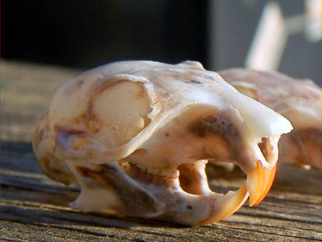 squirrel skull