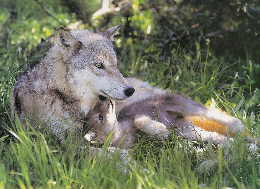 Мамы про волков. Волк волчица и Волчонок. Волк и Волчиха. Волк с волчатами. Волчица с волчатами.