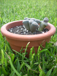 Lithops