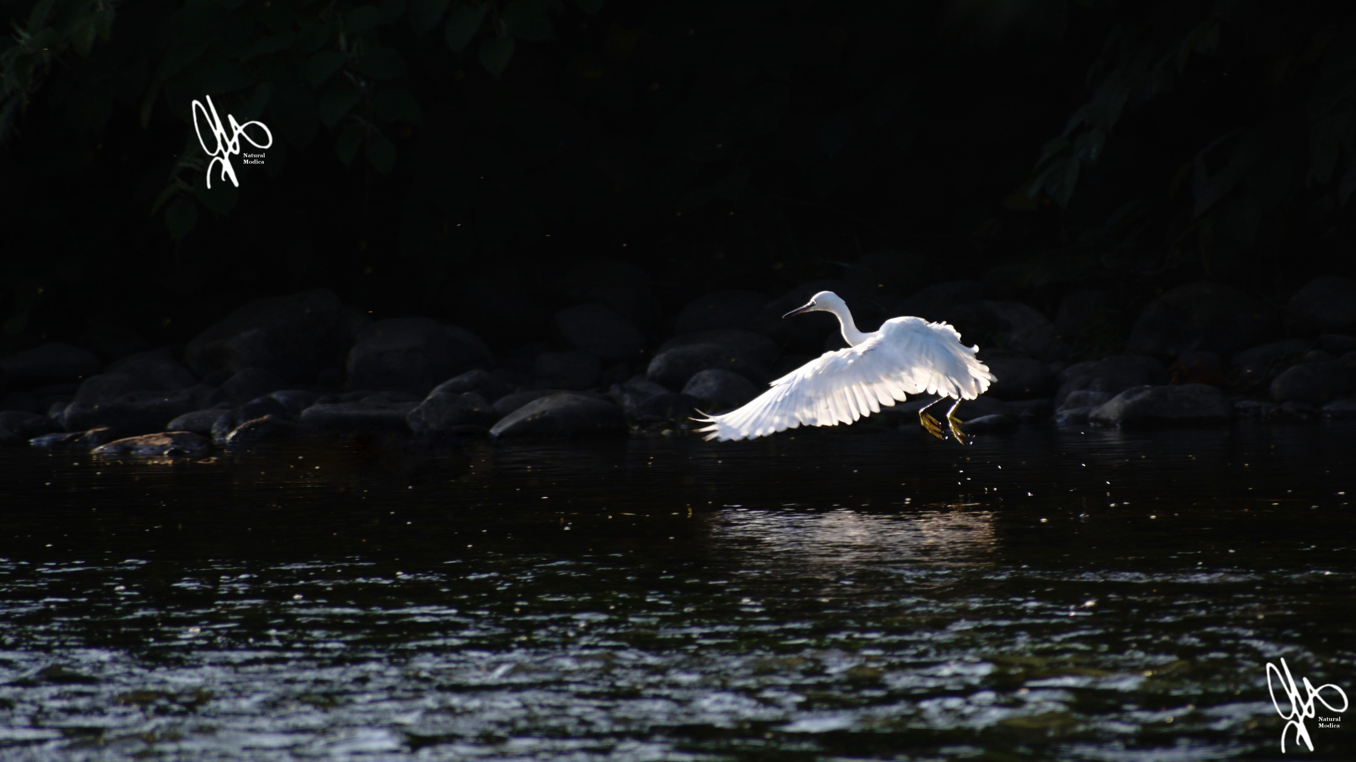 L.egret.c2