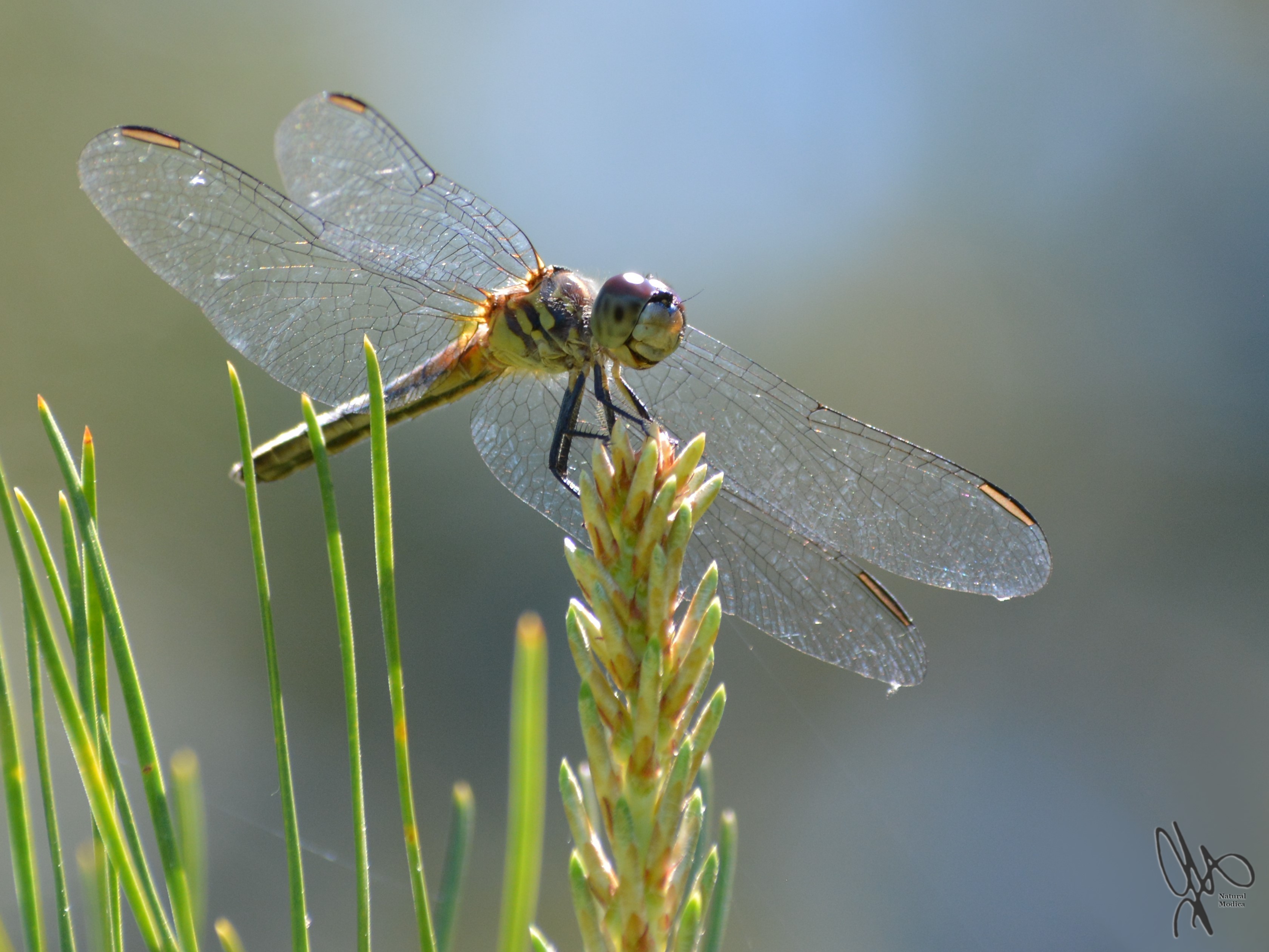 Wandering Glider Dragonfly by NaturalModica on DeviantArt