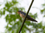 Barn Swallow by NaturalModica