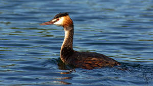 Great Crested Grebe