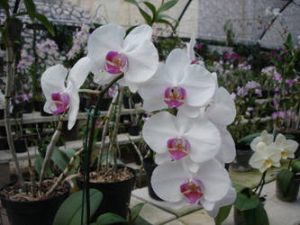 Orchids 7