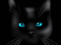 Black Cat Blue Eyes