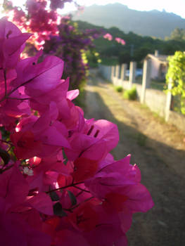 Particolare di Bouganville