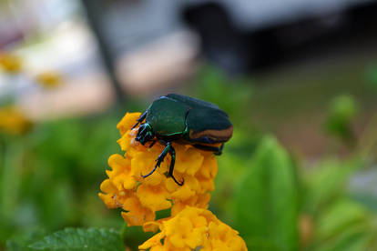 Figeater Beetle