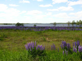 wild-Field