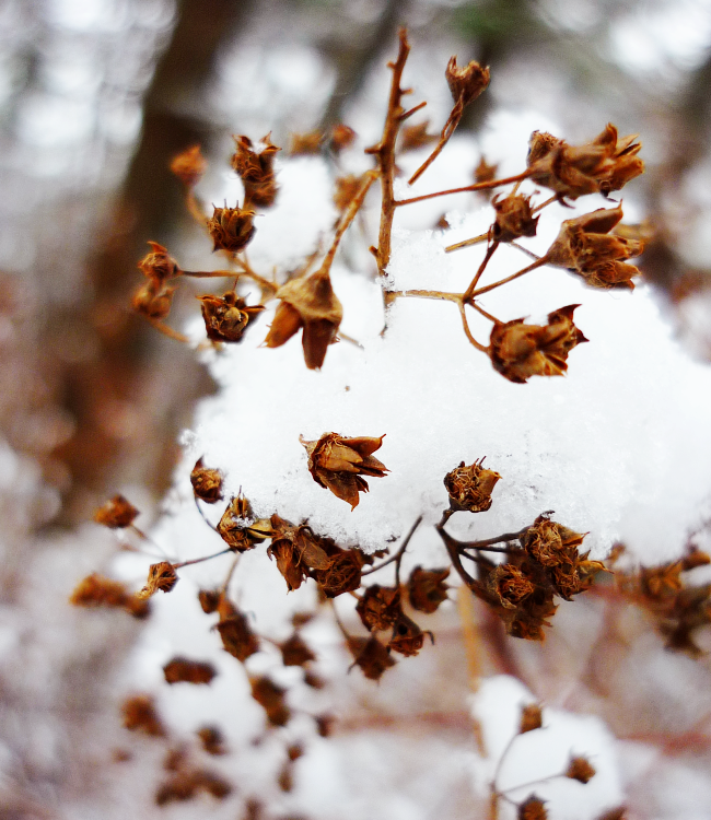 Stems and Snowflakes