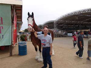 Budwiser Clydesdale