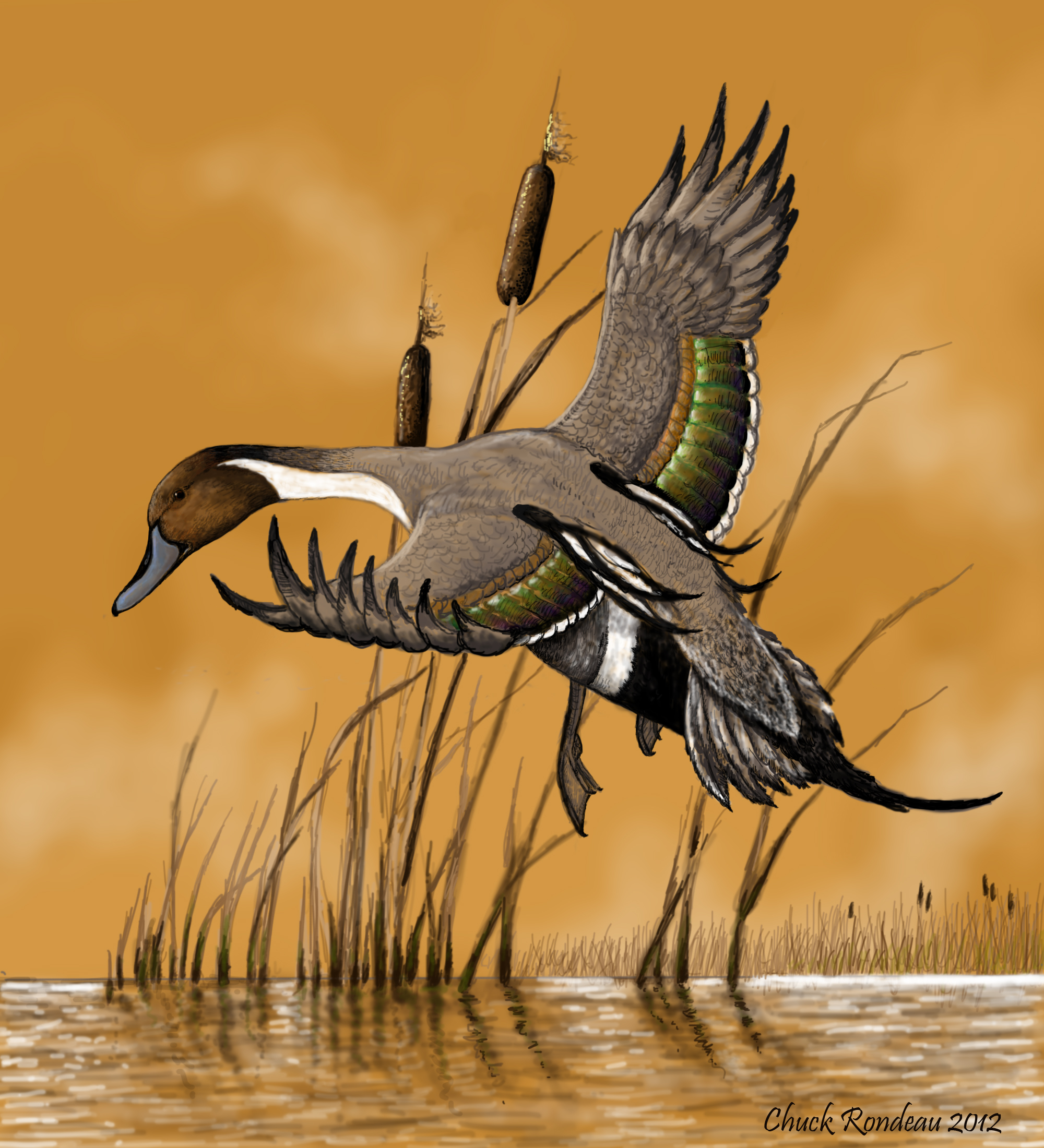 Perfect landing-Pintail Duck