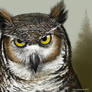 Grumpy- Great Horned Owl