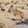 Nyala and Guinea Fowl