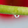 Gerbera in a water drop