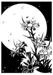Chamomile by AyaTaibono