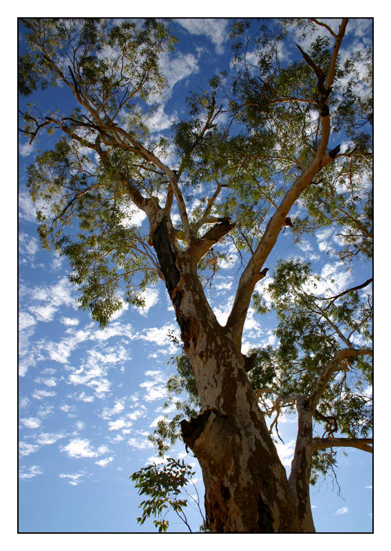 Proggy Tree Boggie Hole Gum Tree by findshorty on DeviantArt