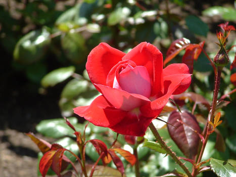 Red Rose