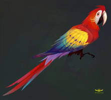 Macaw