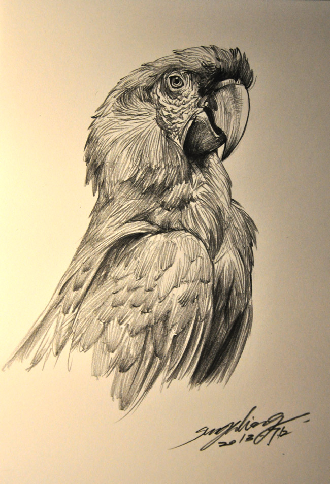 MACAW SKETCH