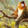 Chinese Golden Snub-nosed Monkey