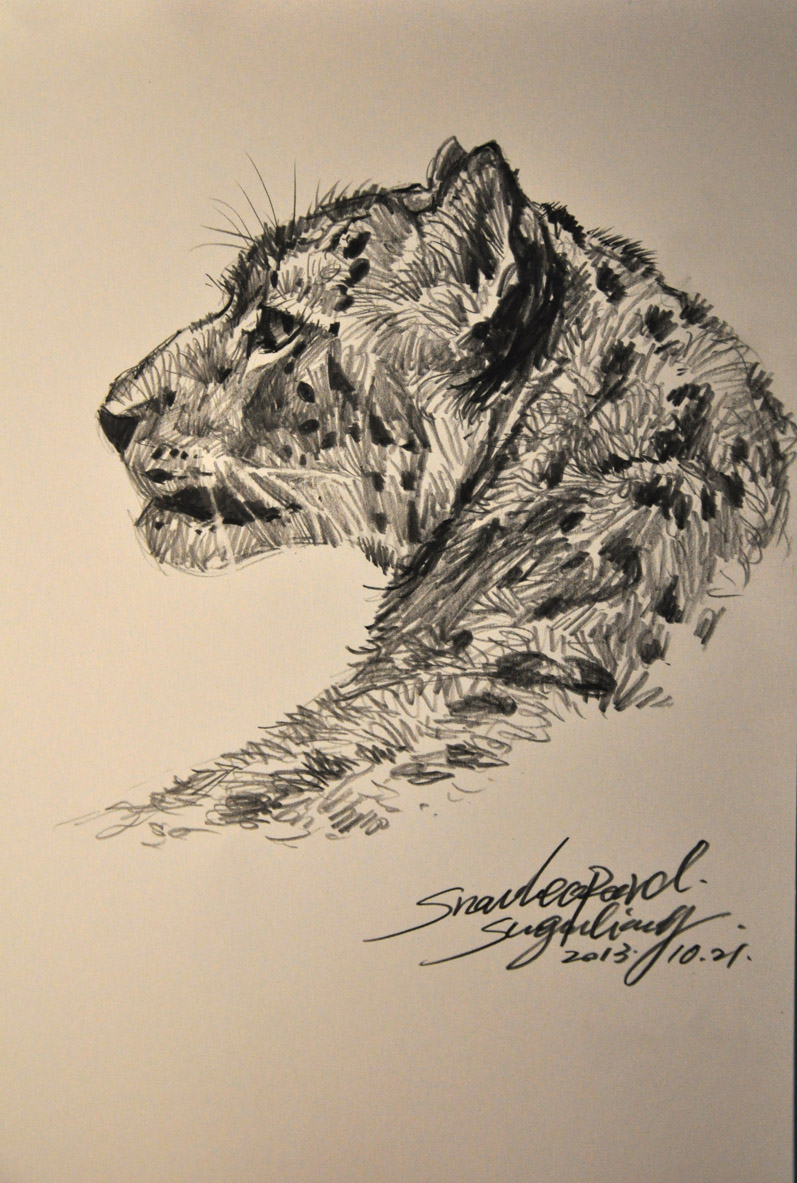 The Snow Leopard Profile