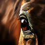 Horse Eye