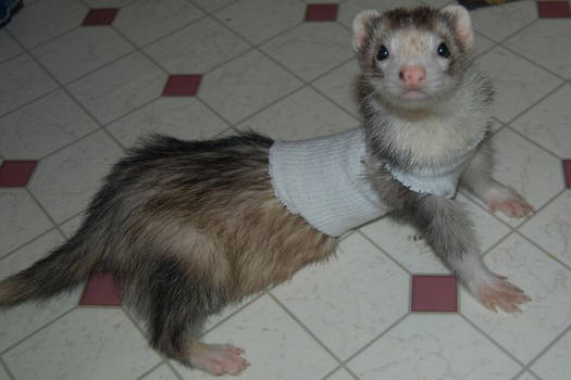 Myrddyn's new sweater.