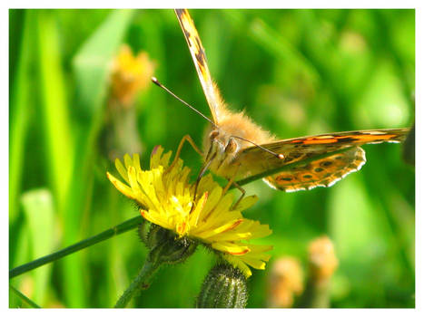 On the flower