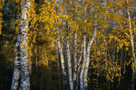 Birch forest 2
