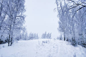 Winter1 by Lubov2001