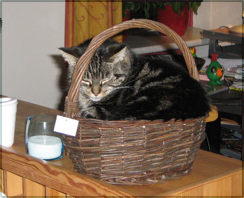 Kitty in a basket