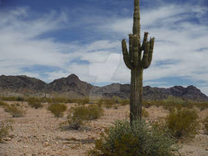 Desert Tree