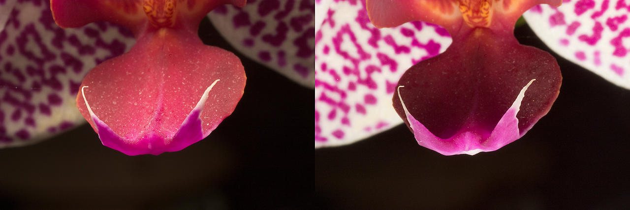 Orchid tongue, lighting effect