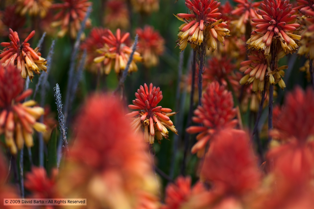 Succulent Bloom 3