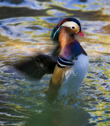 Mandarin Duck