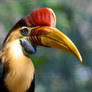 Red Knobbed Hornbill