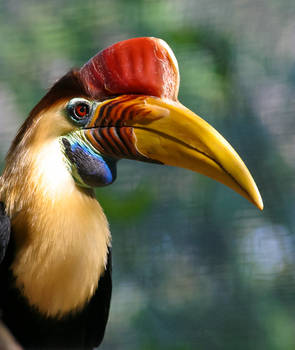 Red Knobbed Hornbill