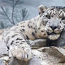 Snow Leopard 3798