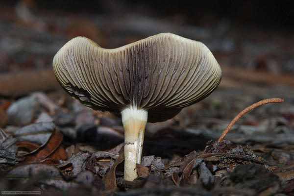 Fungus Closeup