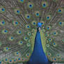 Peacock in display