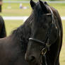 Friesian headshot curious