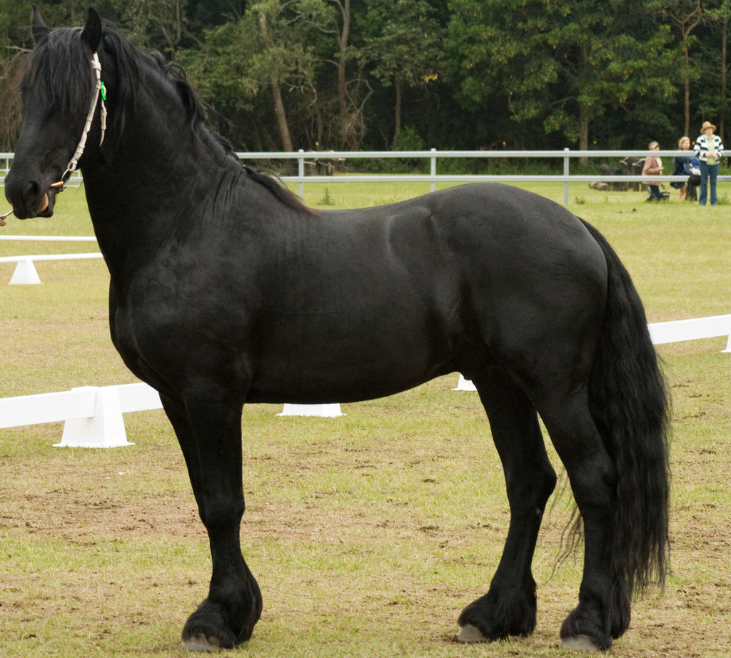 Friesian mouth open