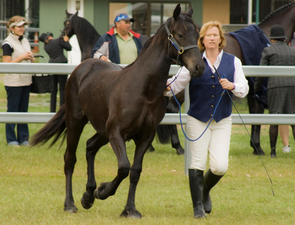 Partbred Friesian trot