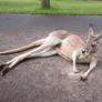 Australia Zoo - Red Kangaroo