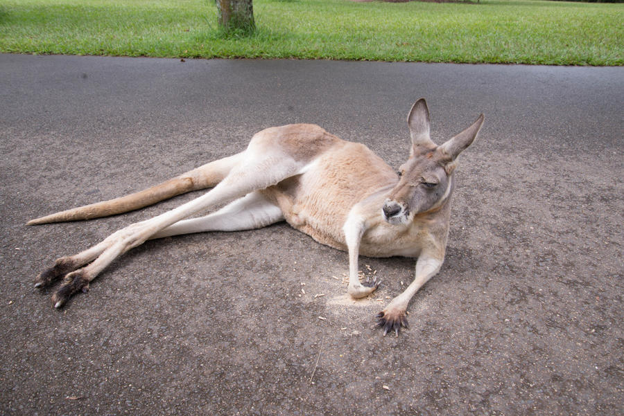 Australia Zoo - Red Kangaroo