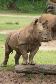 Australia Zoo - Rhinoceros