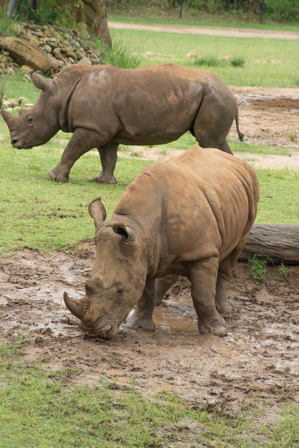 Australia Zoo - Rhinoceros