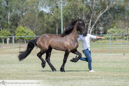 QSEC Friesians #3