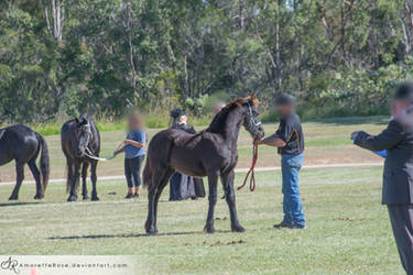 QSEC Friesian Foal #19