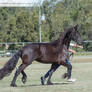 QSEC Friesians #100